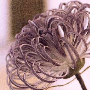 Zahnarztpraxis Emmert Langenburg